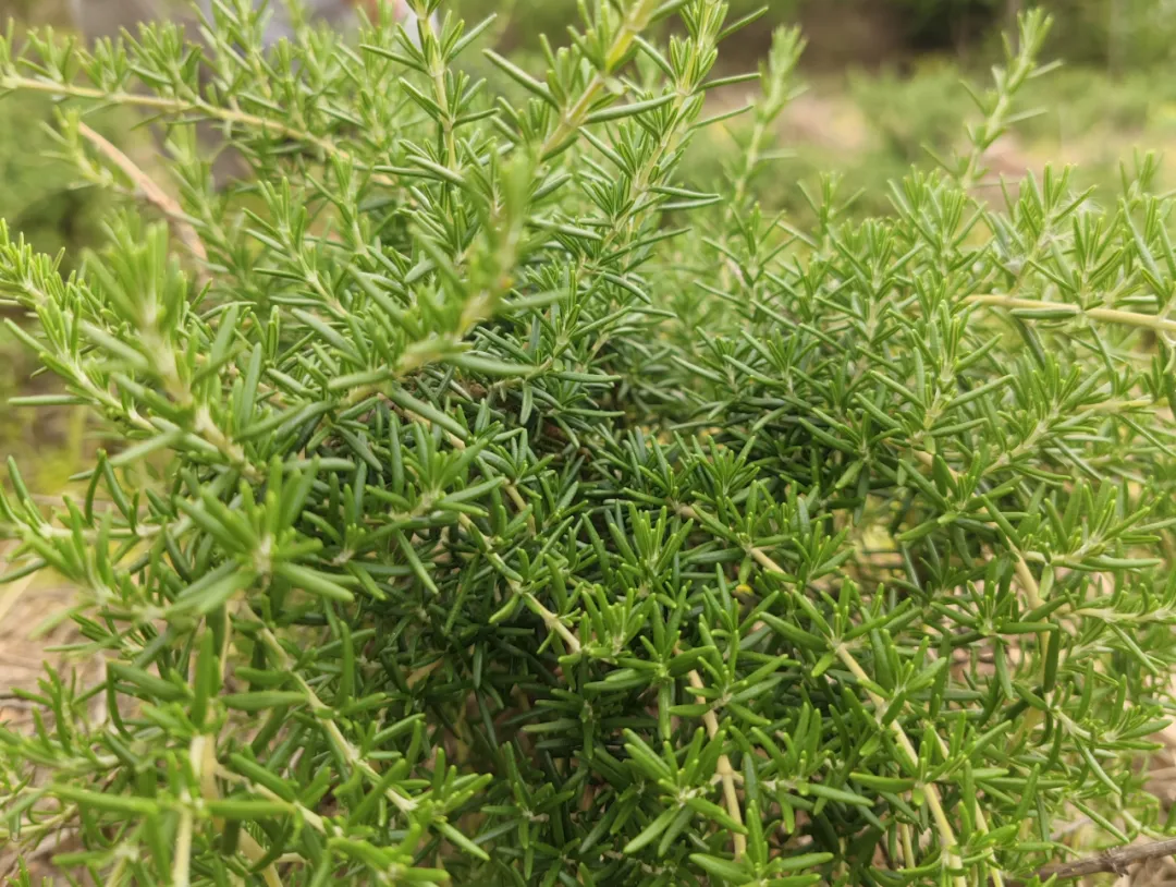 迷迭香.png